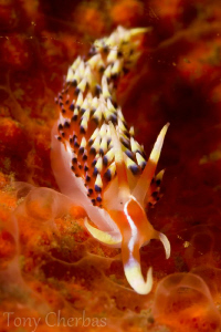 Nudi on Fire (but still moving slow:)) by Tony Cherbas 